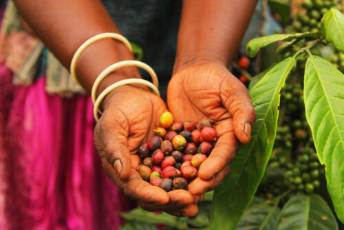 Mariam Mubiru håller kaffebönor. Foto Linda Andersson.