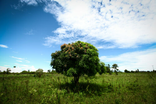 Mangoträd. Foto Edward Echwalu.